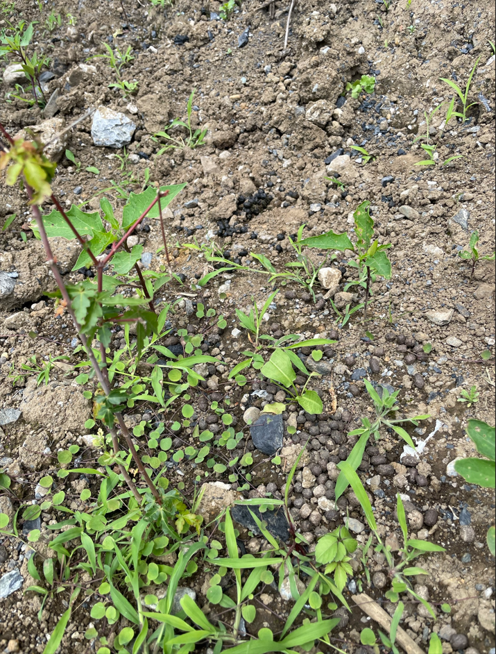 planting_at_irigawa_factory